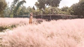 南投近期最夯打卡熱點「粉芒園」。（圖／miss9290 授權提供 ）