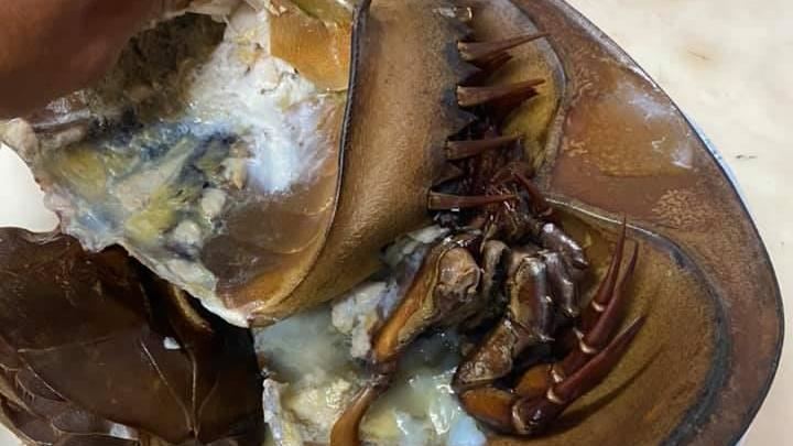吃大蟑螂？他曝食用心得　網喊快吐了