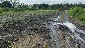 成堆青蕉丟路邊　屏縣府澄清：做養豬及綠肥使用網傳以「滿坑滿谷香蕉，潘孟安原來這樣處理」為標題的影片，畫面出現有車輛載運大批香蕉丟棄路面，屏東縣政府27日澄清指出，這是受農委會委託收購的次級蕉，做養豬及綠肥使用。（屏東縣政府提供）中央社　109年9月27日