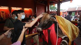 台南孔廟祭孔後搶拔智慧毛台南市全台首學孔廟祭孔28日按古禮登場，祭孔後的拔智慧毛是整個祭典的高潮，拔取祭祀黃牛的耳朵、眼睛及眉心的毛，有「耳聰目明」之意。中央社記者張榮祥台南攝　109年9月28日