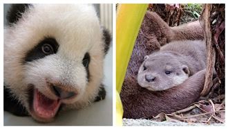 教師節快樂！圓寶、莎夏感謝啟蒙導師