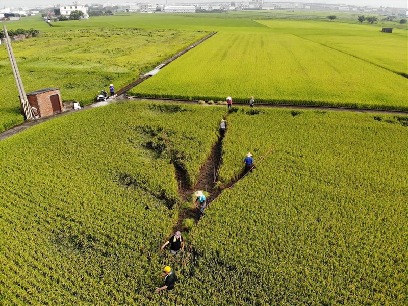 孩子放暑假回阿公家，被帶到田裡割稻體驗生活，媽媽卻氣炸上網PO文。（示意圖／霧峰區農會提供）