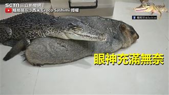 土撥鼠當枕頭！鱷魚舒服饋桃畫面曝光