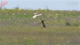 野兔在草原大戰猛禽（圖／翻攝自梨視頻）