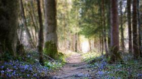 女老師被勒死，棄屍森林。（圖／翻攝自pixabay）