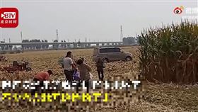 中國,河南,農田,玉米,採收,老人（圖／翻攝自時間視頻）