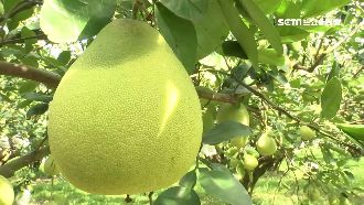 睽違20年！台灣文旦再度銷往日本