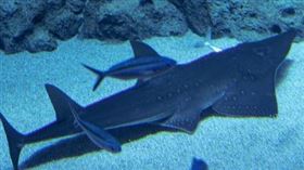 及達尖犁頭鰩（圖／翻攝自DMM Kariyushi水族館官網）