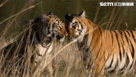 最強虎女團成軍！血親之愛力克動物本能　野牛巨熊手到擒來（圖／動物星球頻道提供）