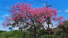 淡水美人櫻盛開（新北市政府綠美化環境景觀處提供）