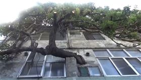 彰化奇景！百年老榕樹貫穿屋　是人瑞嬤的愛情故事（圖／翻攝畫面）
