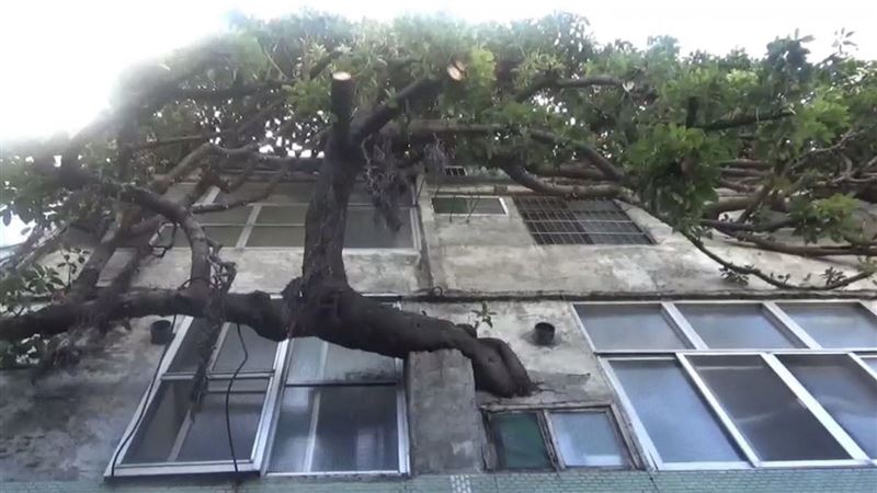 彰化奇景！百年老樹貫穿屋藏感人故事