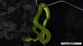 赤尾青竹絲（新北市府提供）