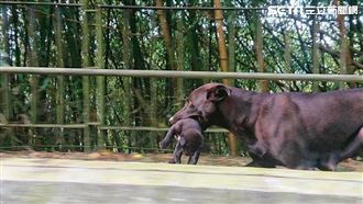 這畫面有愛！浪媽叼8幼犬塞民宿求生