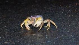 蟹謝讓路 109年墾丁國家公園守護陸蟹交通管制措施(圖/墾丁國家公園管理處提供)