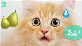 ▲圖／翻攝自PetTalk官網