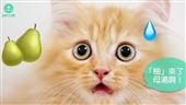 貓咪戴柚子帽好萌？恐造成急性肝炎！