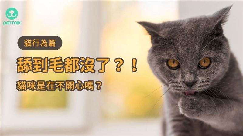 舔到毛禿禿　只是因為貓咪不開心嗎？