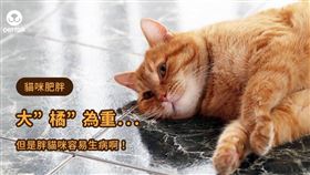 ▲圖／翻攝自PetTalk官網