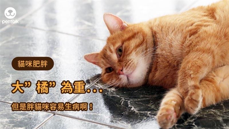 「十隻橘貓九隻肥」當心胖貓容易生病