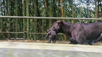 母愛偉大！流浪犬媽產後叼8小狗求生