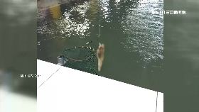 (獨)釣蝦釣到魚1800