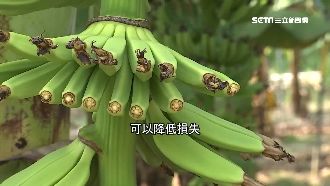 香蕉價格慘跌　蕉農：有保險降損失