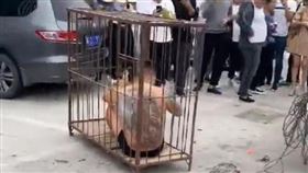 新郎被關進大街上的鐵籠中。（圖／翻攝自《東方令報》）