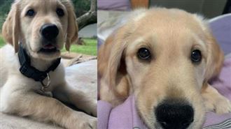 狗狗竟長「人類屁股」！萬名網友笑了