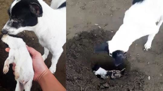 母狗挖洞埋葬幼崽　最後1幕讓人鼻酸