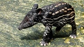 馬來貘 「貘豆」(圖/台北市立動物園提供)