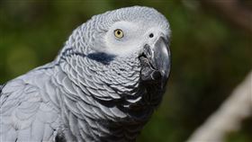 灰鸚鵡,髒話,英國,林肯郡野生動物公園（圖／翻攝自pixabay）