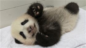 大貓熊 圓仔 圓寶 團團(圖／臺北市立動物園提供)