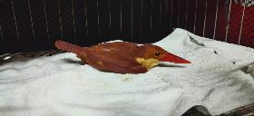 3隻赤翡翠過境花蓮受傷　2鳥順利野放