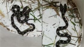 雙頭蛇,美國,北卡羅來納州,豹班蛇,日光浴房