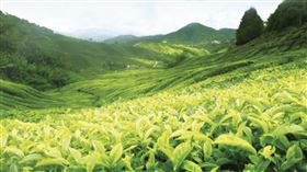 2020首屆佳葉龍茶(GABA茶)評比 - 記者說明會