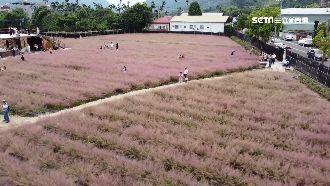 南投「粉黛亂子草田」　浪漫韓風爆紅