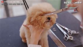 ▲惡作劇。（圖／슈앤트리 SHU AND TREE 授權）