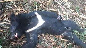 山老鼠盜伐高價千年樹瘤　還涉槍殺台灣黑熊吃下肚（圖／翻攝畫面）