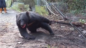 台灣黑熊誤觸套山豬鋼索　掙扎畫面曝（圖／翻攝畫面）
