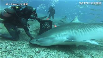 潛水員海中餵虎鯊　摸頭撒嬌０距離