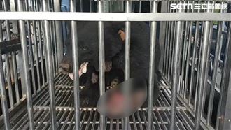 台灣黑熊誤觸陷阱掙扎　終於脫困了！