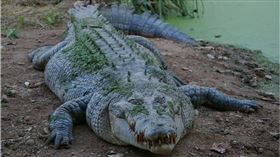  不愛吃肉？風景區鱷魚瘦成「骷顱頭」　醫解剖見死因鼻酸了（圖／翻攝自Pixabay）
