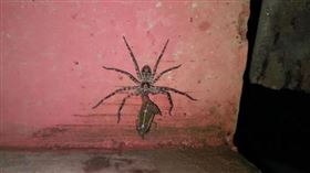 ▲亨斯麥蜘蛛。（圖／翻攝自推特）