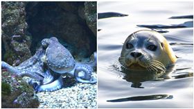 海豹,章魚（圖／翻攝自pixabay）