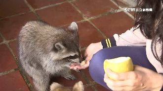 寓教於樂！動物全員一同嗑文旦、月餅