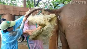 泰國,清邁,大象,獸醫,灌腸。（圖／翻攝自Samui Elephant Sanctuary臉書）