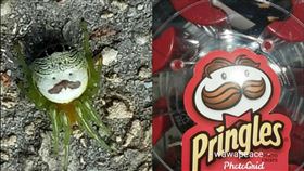 蜘蛛,翹鬍子,洋芋片,爆怨公社