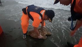 台東都歷大灣綠蠵龜背甲有裂痕　海巡救