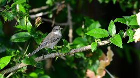 罕見白喉林鶯現蹤澎湖花嶼（1）